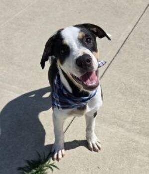 Hunter -  Border Collie Dog for Adoption in Bucyrus, Ohio - Hunter | PetCurious