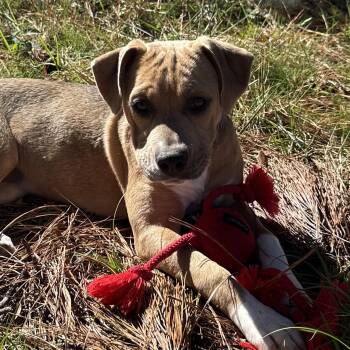 Bundt -  Shepherd and Hound Dog for Adoption in Richmond, Virginia - Bundt | PetCurious