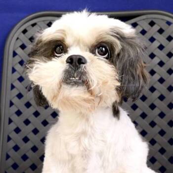 Rescue Shih Tzu Dogs for Adoption in Midland, Texas - Steve Alex | PetCurious