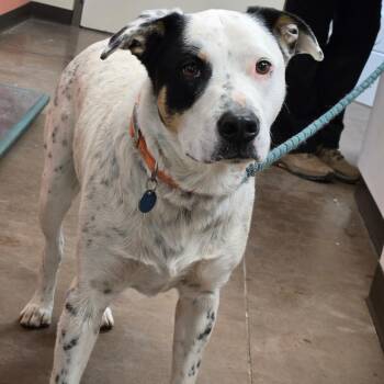 Mixed Breed Dogs Available for Adoption - Apache | PetCurious