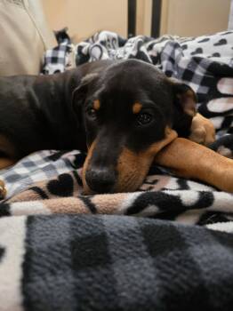 Doberman Pinscher Dogs Available for Adoption in Minneapolis, Minnesota - Leo(puppy) | PetCurious
