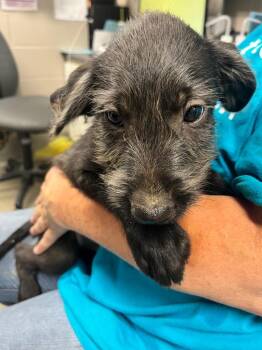 Finn -  Labrador Retriever and Terrier Dog for Adoption in Hopkinsville, Kentucky - Finn | PetCurious
