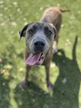 Winnie -  Cane Corso Dog for Adoption in Red Bluff, California - Winnie | PetCurious