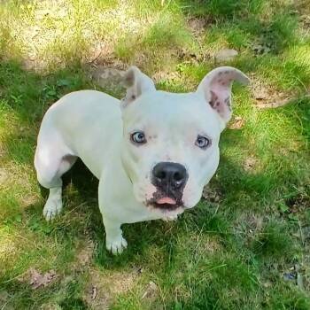 Magdalena -  American Bulldog and American Bully Dog for Adoption in Saugerties, New York - Magdalena | PetCurious