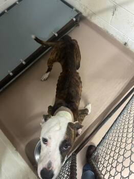 Milo -  Pit Bull Terrier Dog for Adoption in Nacogdoches, Texas - Milo | PetCurious
