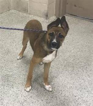LOTTIE -  German Shepherd Dog and Mixed Breed Dog for Adoption in Conroe, Texas - LOTTIE | PetCurious