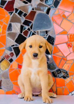 Spain Pup - Palma -  Golden Retriever and Labrador Retriever Dog for Adoption in San Diego, California - Spain Pup - Palma | PetCurious