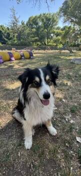 Teddy -  Australian Shepherd Dog for Adoption in Albuquerque, New Mexico - Teddy | PetCurious