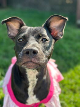 Rescue Pit Bull Terrier Dogs for Adoption in Pacolet, South Carolina - Sage May 25 | PetCurious