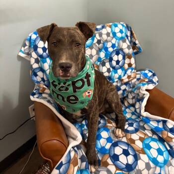 Enzo -  Mixed Breed Dog for Adoption in Sequatchie, Tennessee - Enzo | PetCurious