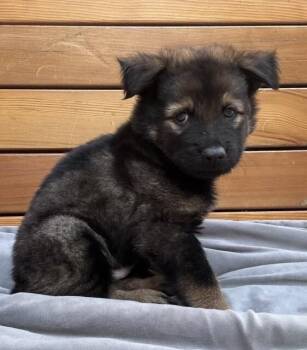Argon - Adoption Pending -  German Shepherd Dog Dog for Adoption in Seattle, Washington - Argon - Adoption Pending | PetCurious