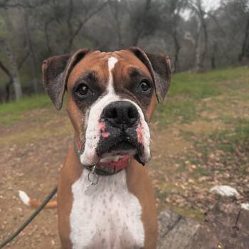 Boxer Dogs Available for Adoption - Grace | PetCurious