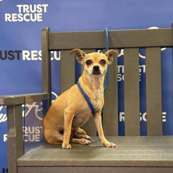 CHAMOMILE -  Chihuahua Dog for Adoption in Waterford, New Jersey - CHAMOMILE | PetCurious