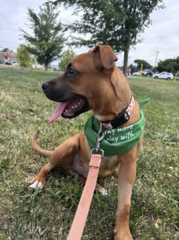 Cricket -  Boxer and Labrador Retriever Dog for Adoption in Powder Springs, Georgia - Cricket | PetCurious