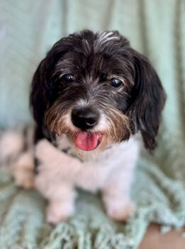 Rescue Shih Tzu Dogs for Adoption in Sandy Springs, Georgia - August (Auggie) | PetCurious