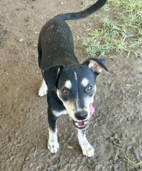 Rescue German Shepherd Dog Dogs for Adoption in Riverside, California - MAGGIE | PetCurious