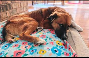 Charlie -  Collie Dog for Adoption in Fort Worth, Texas - Charlie | PetCurious