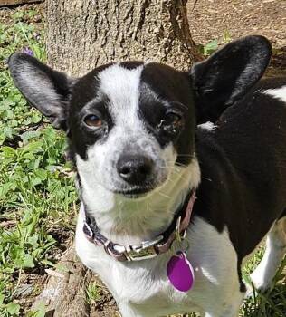 Rat Terrier Dogs Available for Adoption in Sellersburg, Indiana - Little Luna | PetCurious