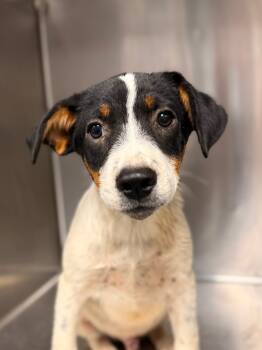 Rescue Mixed Breed Dogs for Adoption in Lake City, Arkansas - Ghoul | PetCurious