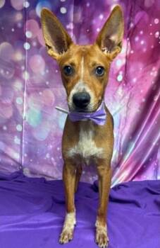 Champ -  Australian Cattle Dog Blue Heeler Dog for Adoption in Sedalia, Colorado - Champ | PetCurious