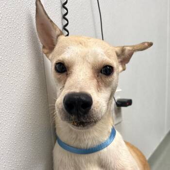 Crackers -  Mixed Breed Dog for Adoption in Abilene, Texas - Crackers | PetCurious