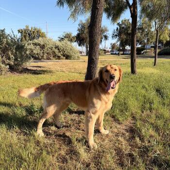 Golden Retriever Dogs Available for Adoption - Levi  | PetCurious