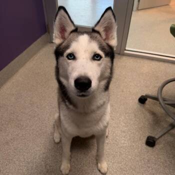 Husky Dogs Available for Adoption in Englewood, Florida - Zax | PetCurious