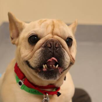 Glinda aka Ada -  French Bulldog Dog for Adoption in Briarcliff Manor, New York - Glinda Aka Ada | PetCurious