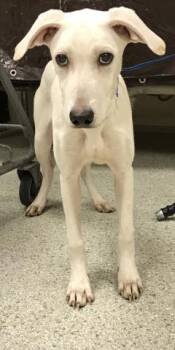 Rescue Labrador Retriever and Mixed Breed Dogs for Adoption in Conroe, Texas - EASTON | PetCurious