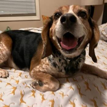 Rescue Beagle Dogs for Adoption in Madrid, Iowa - Buckeye | PetCurious