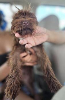 DAMON -  Terrier Dog for Adoption in San Antonio, Texas - DAMON | PetCurious