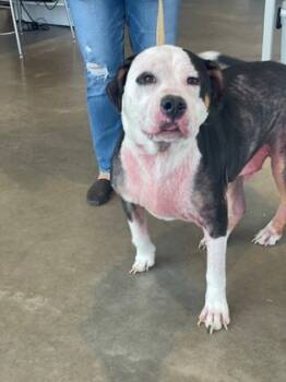 Rescue Pit Bull Terrier and Rottweiler Dogs for Adoption in Fort Worth, Texas - Benny | PetCurious