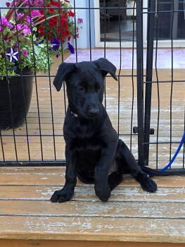 Gracie -  German Shepherd Dog and Goldendoodle Dog for Adoption in Bow, Washington - Gracie | PetCurious