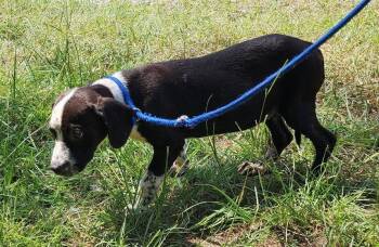 260972  Bre -  Hound Dog for Adoption in Wetumpka, Alabama - 260972  Bre | PetCurious