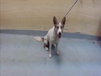 BOX -  German Shepherd Dog and Mixed Breed Dog Available for Adoption in Tulsa, Oklahoma - BOX | PetCurious