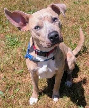 GRASSHOPPER -  Pit Bull Terrier and Mixed Breed Dog for Adoption in Akron, Ohio - GRASSHOPPER | PetCurious