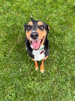 Brewster -  Hound and Beagle Dog for Adoption in Dysart, Iowa - Brewster | PetCurious