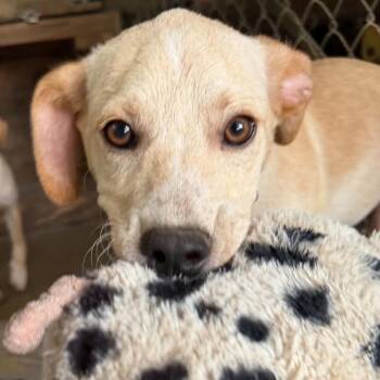 Luca -  Terrier Dog for Adoption in Queen City, Texas - Luca | PetCurious