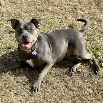 Rescue Pit Bull Terrier Dogs for Adoption in Opelika, Alabama - Dixie | PetCurious