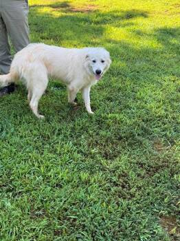 Found Animal 2 -  Great Pyrenees Dog for Adoption in Douglasville, Georgia - Found Animal 2 | PetCurious