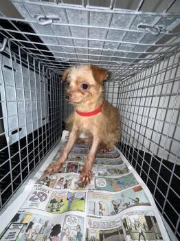 MAX -  Rat Terrier and Mixed Breed Dog for Adoption in Pasadena, Texas - MAX | PetCurious