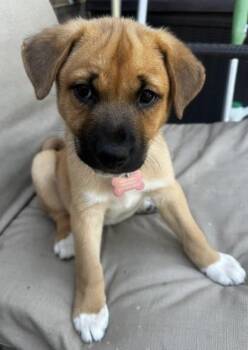 AERIAL -  Australian Shepherd and Labrador Retriever Dog Available for Adoption in Edgecliff Village, Texas - AERIAL | PetCurious