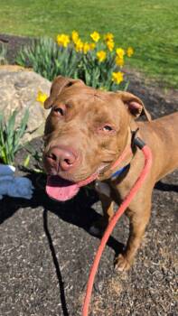 Pit Bull Terrier Dogs Available for Adoption - Scooby NJ | PetCurious