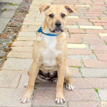 Black Mouth Cur and Pit Bull Terrier Dogs Available for Adoption in St. Louis, Missouri - CHEERIO | PetCurious