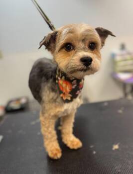Rescue Yorkshire Terrier Dogs for Adoption in West Falls, New York - Gizmo | PetCurious
