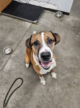 Rescue Mountain Dog Dogs for Adoption in The Dalles, Oregon - Zeus | PetCurious