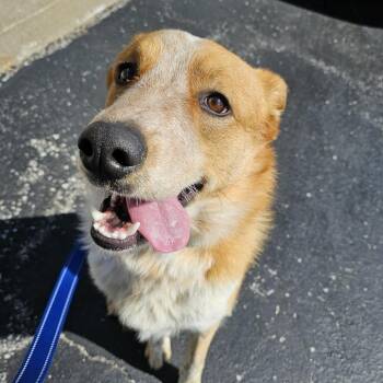 Cattle Dog and Husky Dogs Available for Adoption in Versailles, Kentucky - River | PetCurious