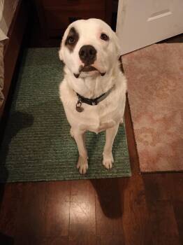 Great Pyrenees Dogs Available for Adoption in Ladonia, Texas - Stewey "Boy" | PetCurious