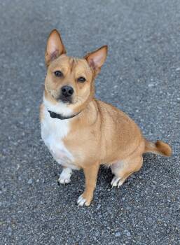 Rescue Australian Cattle Dog Blue Heeler Dogs for Adoption in Baton Rouge, Louisiana - Latte | PetCurious