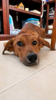 Baby Mama -  Mixed Breed Dog for Adoption in Kenosha, Wisconsin - Baby Mama | PetCurious